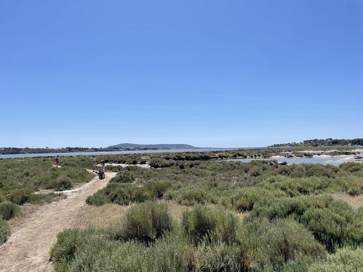 Les chemins de randonnée bordant l'étang de Thau passent par divers paysages, dont la garrigue.