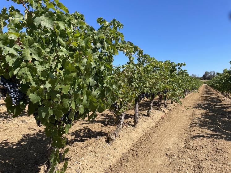 Des vignes près de l'étang de Thau.