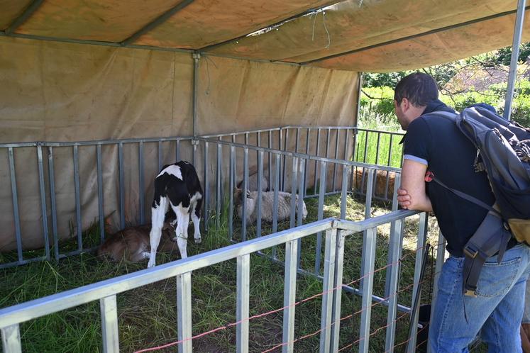 La mini-ferme a ravi les nombreux visiteurs, qui n'ont pas manqué de photographier les animaux, même si parfois ceux-ci n'avaient pas envie de prendre la pose.