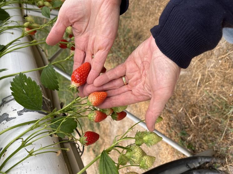 Lors de la récolte, Nathalie Moret est vigilante sur la maturité des fraises. Il faut que le calice (petites feuilles) soit remonté et que la couleur soit uniforme comme sur la fraise à droite.