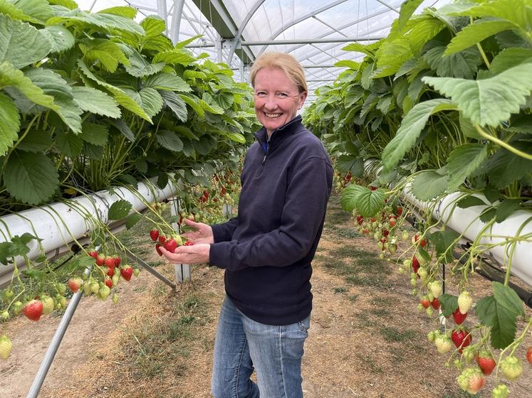 Mercredi 7 mai, au Plessis-Gassot (Val-d'Oise). Sous serre, Nathalie Moret produit des fraises qu'elle vend le jour de la récolte.