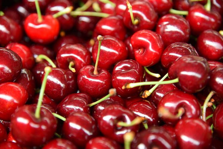 La cerise, un fruit devenu fragile face aux aléas climatiques et aux ravageurs émergents.