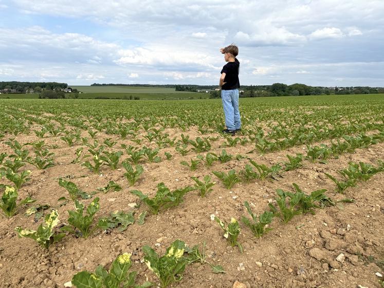 Enfant dans un champ de betteraves regardant au loin.