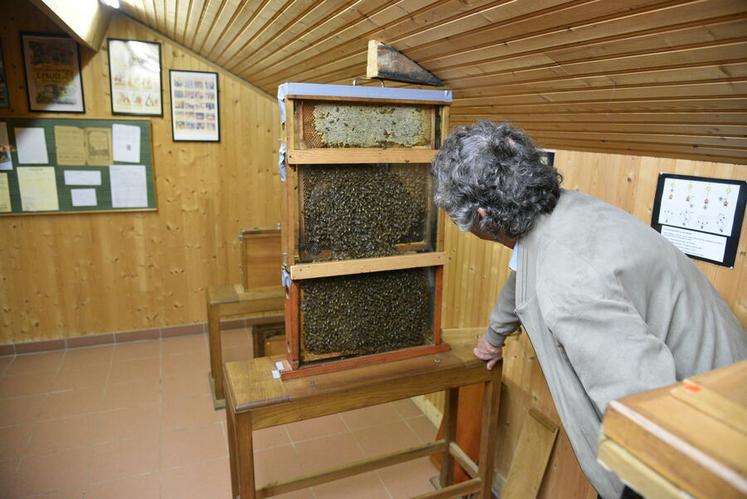 Une ruche vitrée permet aux visiteurs de découvrir le fonctionnement d’une colonie : organisation des abeilles, fabrication des alvéoles… et, avec un peu de chance, d’apercevoir la fameuse reine, plus grande et entourée de ses fidèles ouvrières.