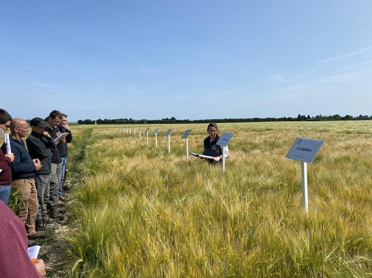 Mardi 3 juin, à La Fontenelle. La visite des essais de la chambre d'Agriculture dans le secteur du Perche s'est déroulée en présence d'une cinquantaine d'agriculteurs.