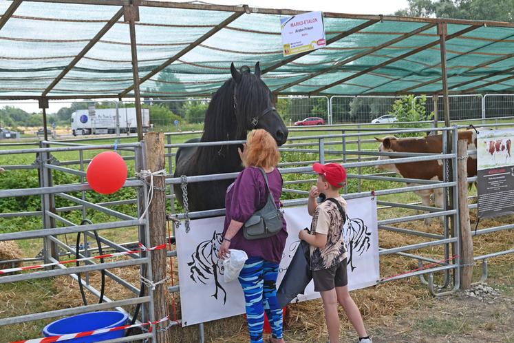 Les visiteurs ont afflué en nombre les samedi 14 et dimanche 15 juin au comice agricole de Blois. Les différents animaux présents ont bénéficié de leurs nombreuses caresses.