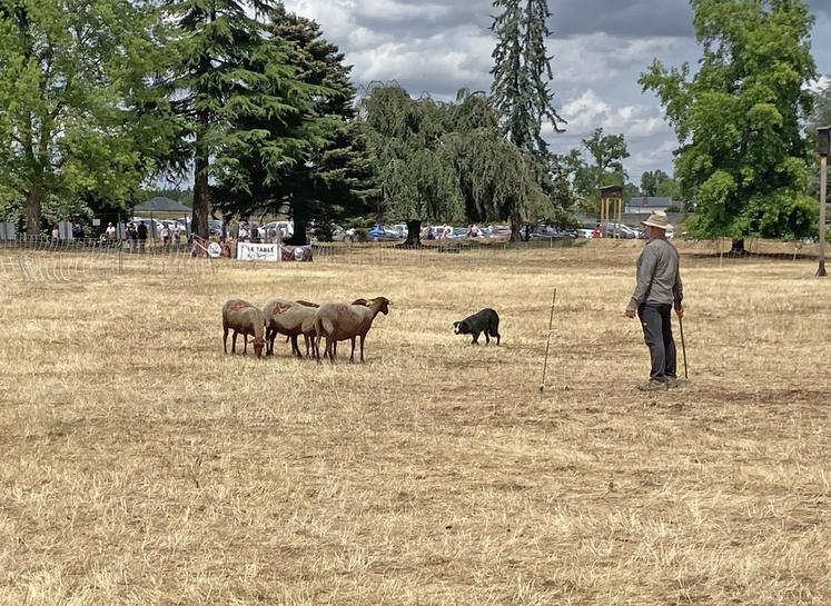 Les chiens de race border collie étaient bien représentés, notamment lors du concours national de chiens de berger qui s'est déroulé sur le site du Glacis tout le week-end. Des participants de toute la France y ont pris part.