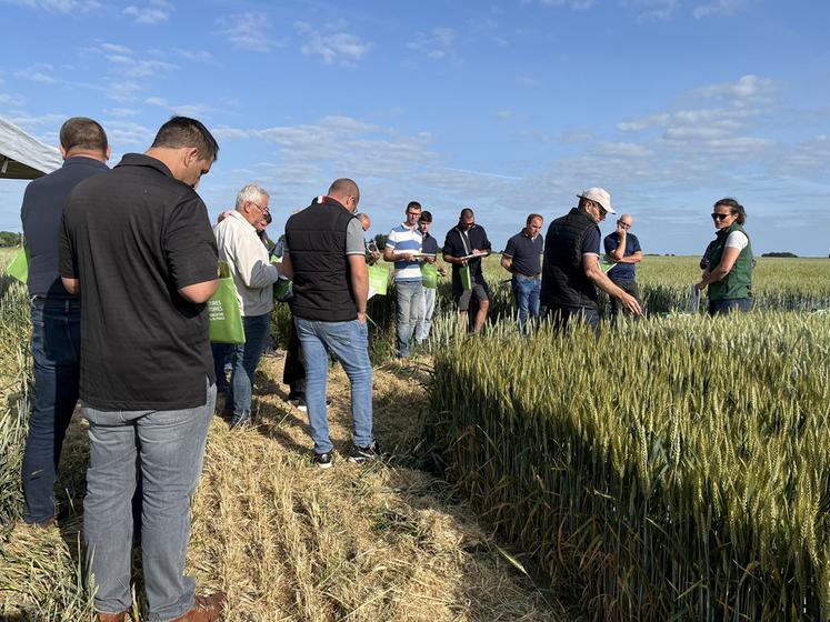 Mardi 3 juin, à Mondreville (Yvelines). Les agriculteurs ont découvert les différents essais de la chambre d'Agriculture.