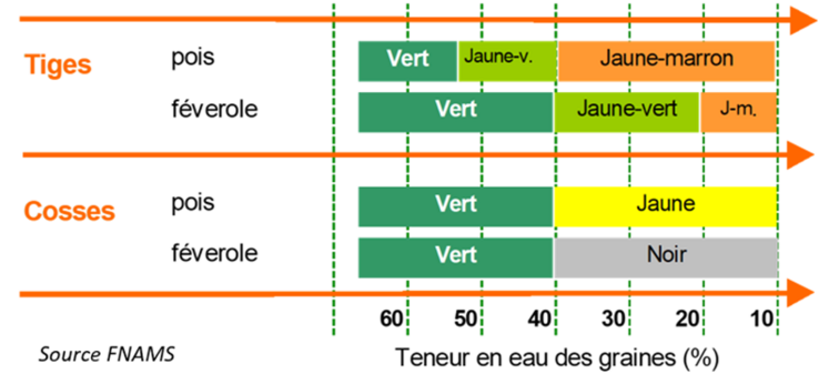 La couleur des tiges et des gousses constitue un indicateur permettant d’estimer la teneur en eau des plantes.