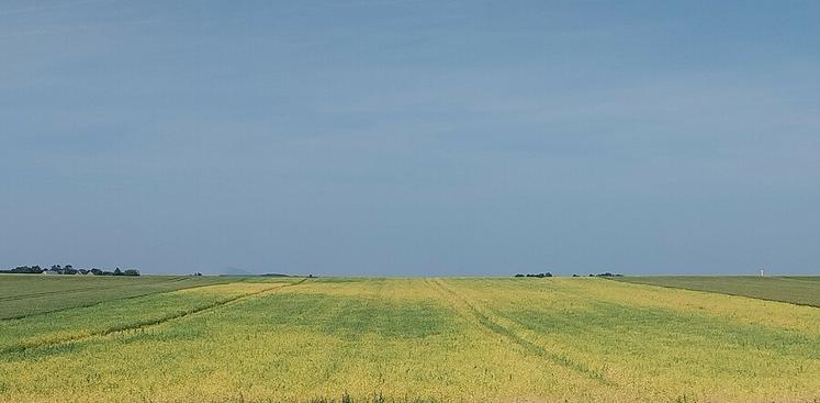 Ici, le pois d'hiver approche la maturité. Terres Inovia préconise de débuter la récolte même si quelques traces de vert persistent.
