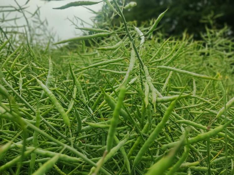 Photo 12/06/2025 secteur Tôtes (76).