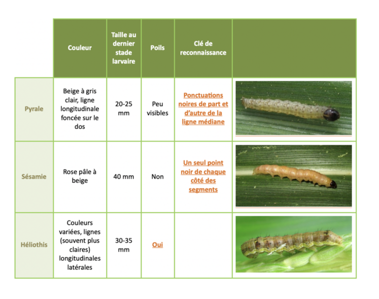 Reconnaître les insectes foreurs permet de mieux les gérer.