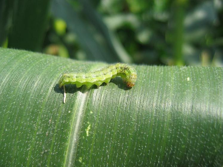 Heliothis.