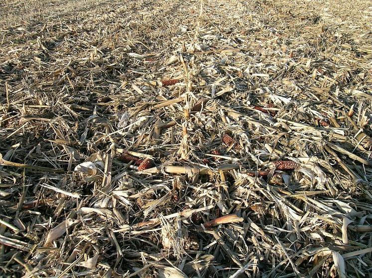 La gestion des résidus est une étape essentielle dans la lutte contre les foreurs.