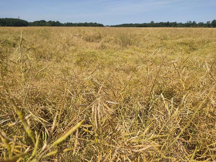 Des parcelles du secteur d'Ablis ont été touchées par les intempéries du 13 juin.
