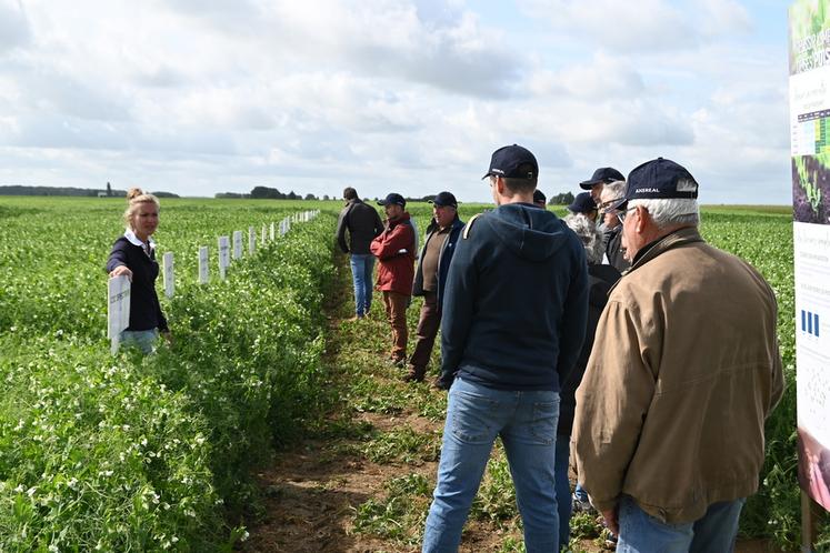 Vendredi 6 juin, à Saint-Amand-Longpré. L'une des journées agronomiques d'Axéréal a rassemblé de nombreux agriculteurs adhérents.