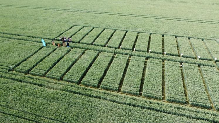 Les différentes parcelles tests ont permis d'illustrer les biostimulants ADN de Timac Agro.