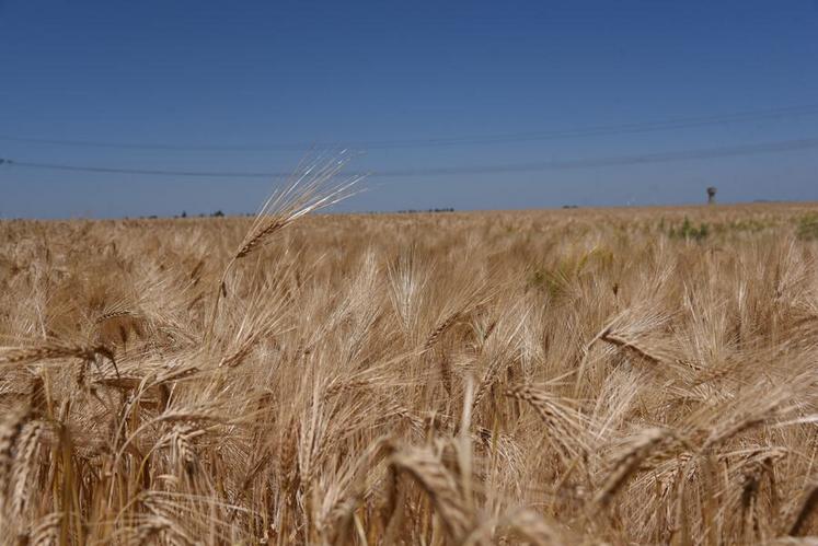 Les moissons d’orge d’hiver ont démarré dès la semaine dernière dans l’est du Loiret, avant de s’étendre cette semaine à l’ensemble du département.