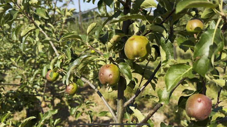 Lundi 16 juin, à Saclay (Essonne). Des pommes ont subi des impacts de grêle.