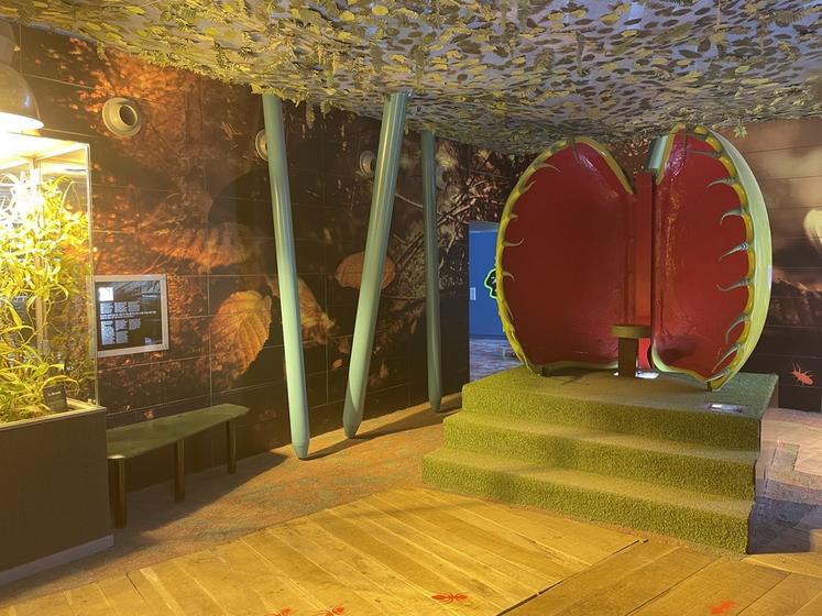 Micropolis - la cité des insectes, en Aveyron. Ici, à l'intérieur, dans la partie consacrée aux plantes carnivores.