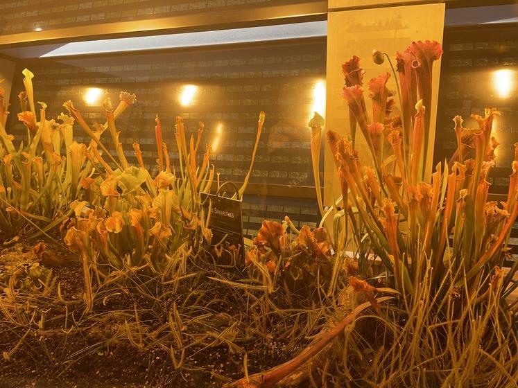 Micropolis - la cité des insectes, en Aveyron. À l'intérieur, on peut observer les plantes carnivores, intrinsèquement liées aux insectes. Ici, les sarracénias.