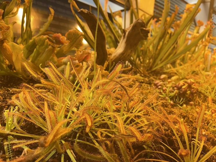 Micropolis - la cité des insectes, en Aveyron. À l'intérieur, on peut observer les plantes carnivores, intrinsèquement liées aux insectes. Ici, les droséras..