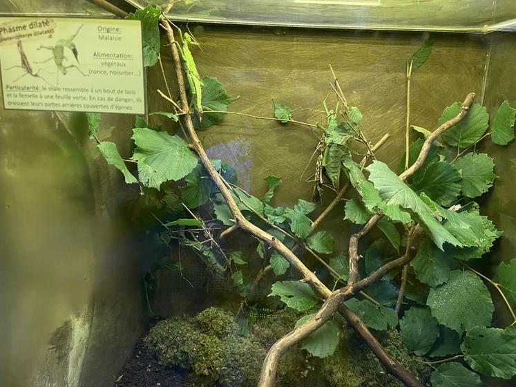 Micropolis - la cité des insectes, en Aveyron. On peut observer de multiples insectes venus de toute la planète, comme des phasmes.