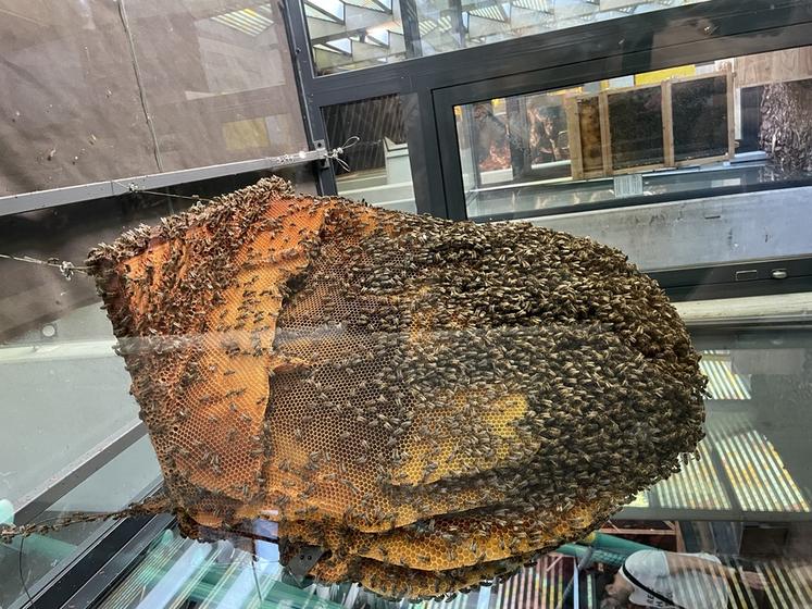 À Micropolis - la cité des insectes, on sait tout des abeilles.