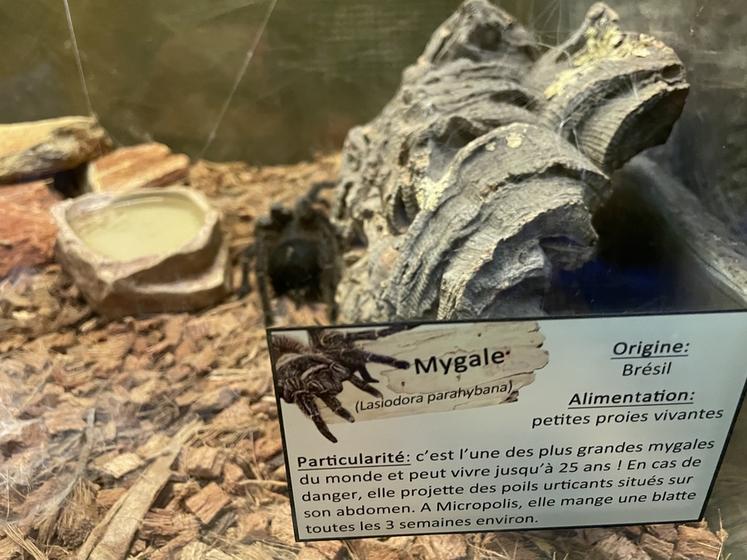 À Micropolis - la cité des insectes (Aveyron). Une mygale.