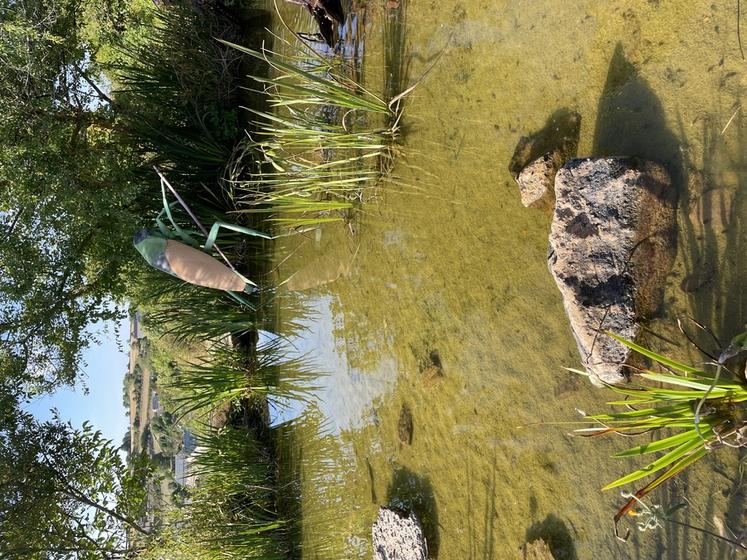 Une mare à Micropolis - la cité des insectes (Aveyron). 