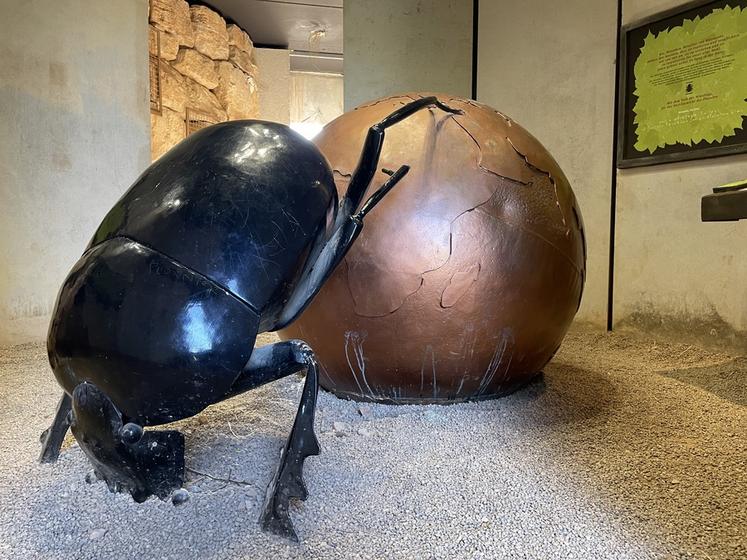 Le bousier de Micropolis - la cité des insectes (Aveyron).