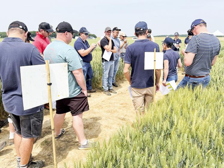 Mardi 10 juin, à Luplanté. Avec les essais variétés blés de la Chambre, les agriculteurs peuvent faire un choix éclairé de leurs futures semences.