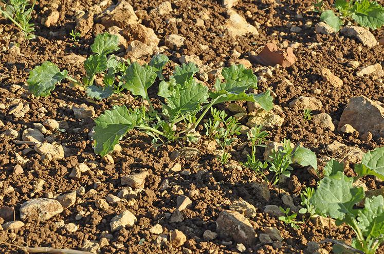  Colza associé à la lentille. 