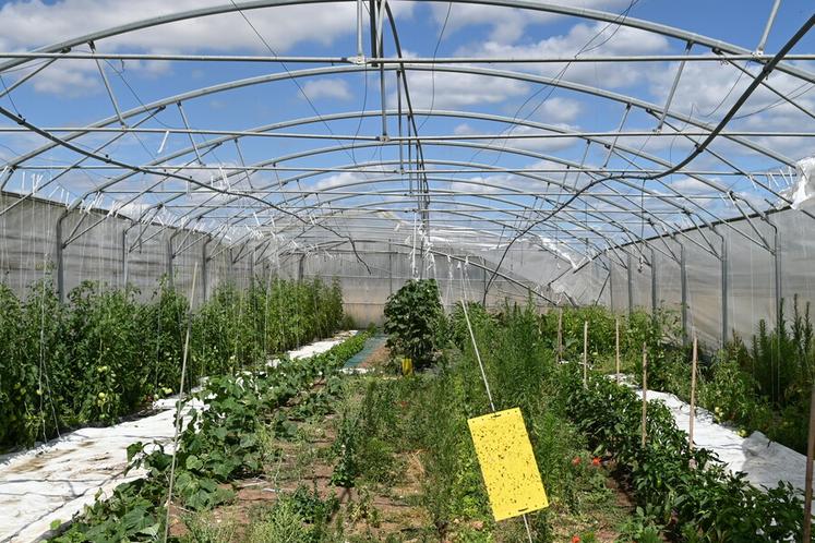 À Saint-Claude-de-Diray, la partie maraîchère de la Ferme des Pioupioux a été fortement touchée. Des serres et des plantations détruites annoncent une campagne très compliquée. 