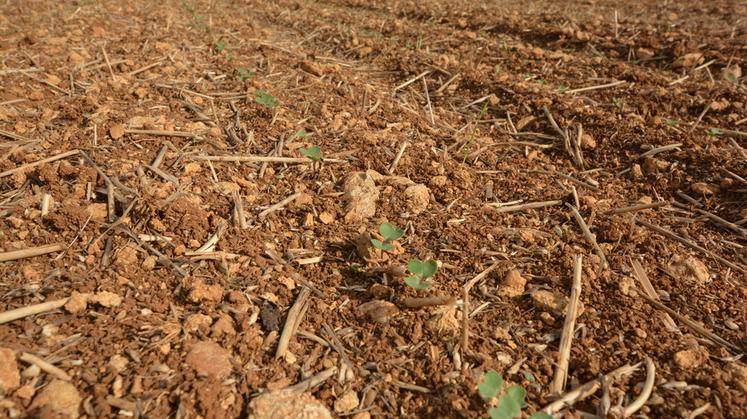 Limiter les surdensités en visant un peuplement entre 20 et 35 plantes/m2.