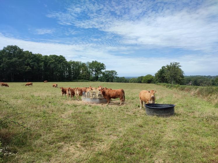 Les systèmes bovins allaitants sont mis à l'épreuve d'une sécheresse qui s'est installée dès le printemps. Heureusement, il y a des stratégies à adopter pour y faire face.