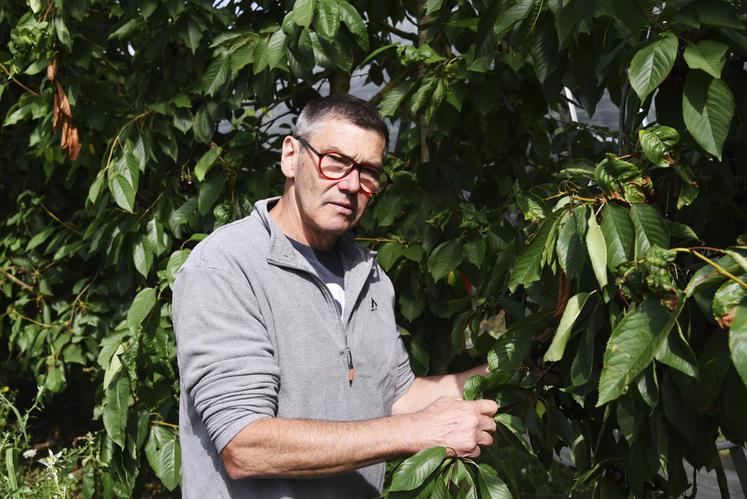 Thierry Lanson, arboriculteur à Saint-Hilaire-Saint-Mesmin, cultive 15 hectares de cerisiers.
