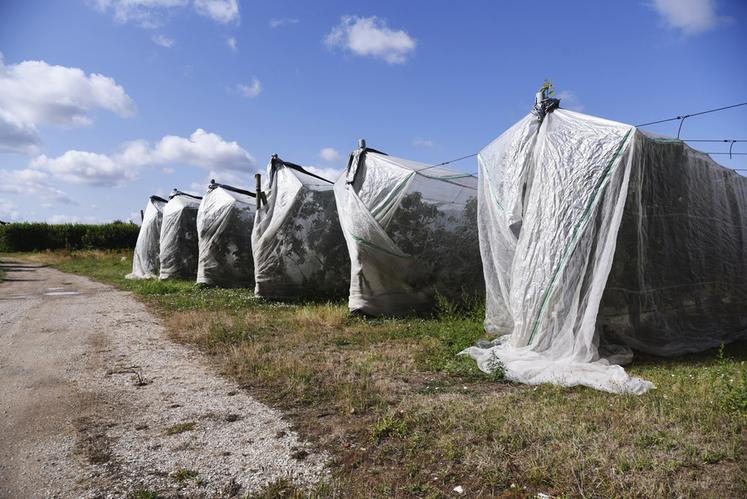 Confronté à la pression croissante des ravageurs comme la Drosophila suzukii, Thierry Lanson a commencé à bâcher ses vergers pour sécuriser sa récolte.