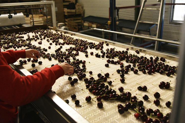 En pleine saison, l’exploitation mobilise jusqu’à 75 personnes pour la récolte et le conditionnement des cerises, un effectif indispensable mais de plus en plus difficile à recruter.