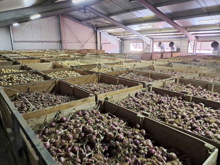 La Ferme d'Erquinvillers traite actuellement 50 000 tonnes de condiments (oignon, ail, échalote) par an et livre l'ensemble des enseignes de la grande distribution française. 
