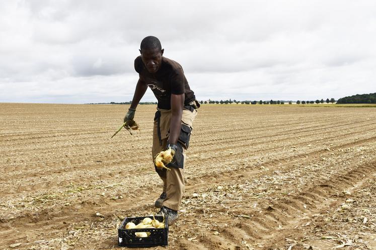 Timothée Ekani, salarié du Maillon, se plaît à ramasser des oignons.