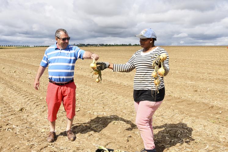 Vendredi 27 juin, à Commeny (Val-d'Oise). Hervé Delacour a sollicité l'association Le Maillon pour glaner des oignons.