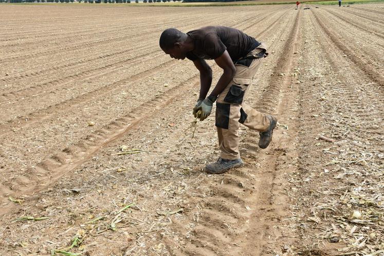 Timothée Ekani, salarié du Maillon, se plait à ramasser des oignons.