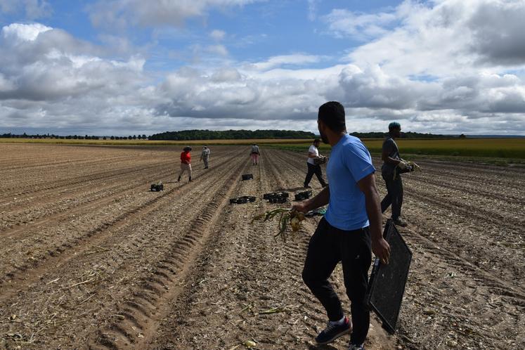 Les salariés du Maillon s'emploient à ramasser des oignons pour les redistribuer aux personnes démunies.