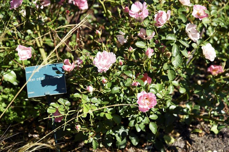 Le jardin de démonstration permet aux visiteurs et futurs acheteurs de voir les rosiers en situation, directement sur le site de production.