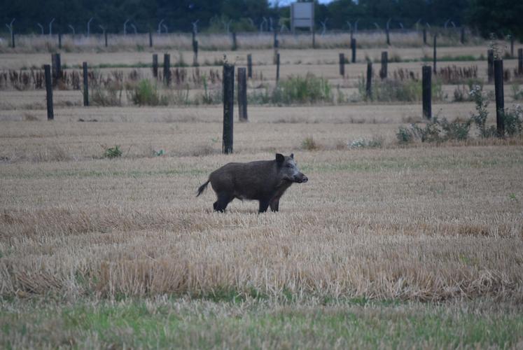 La FNSEA 45 et la Fédération des chasseurs du Loiret partagent l'objectif de réduire les dégâts.