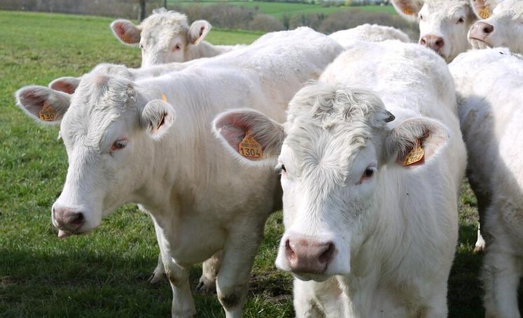 Des mesures sanitaires ont été mises en place autour des foyers pour limiter la propagation de la DNC. Certains opérateurs évoquent déjà des impacts sur le marché. 