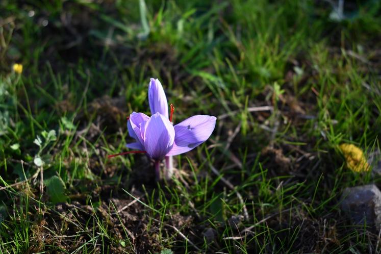 Le crocus sativus est la fleur qui donne le safran.