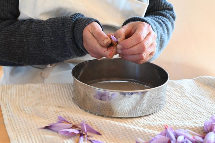 L'émondage des fleurs de safran.