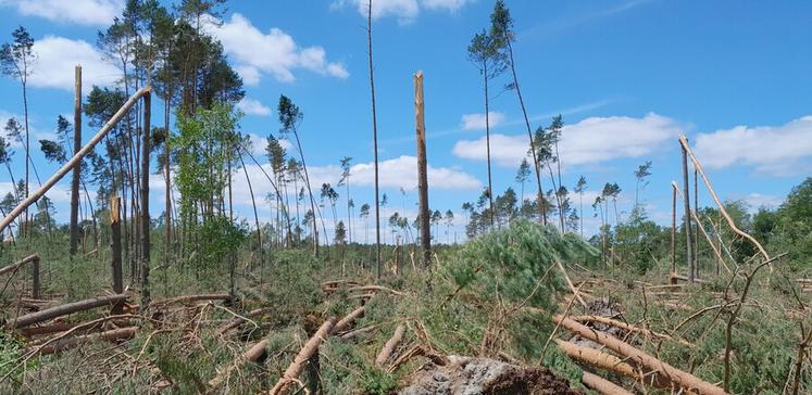 L’État continue d’accompagner les propriétaires forestiers dans le renouvellement de leurs forêts grâce au dispositif France nation verte.